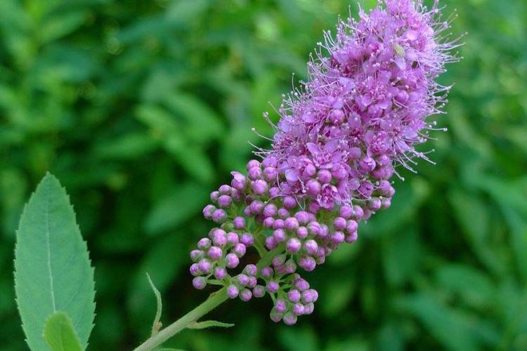 Спирея Дугласа