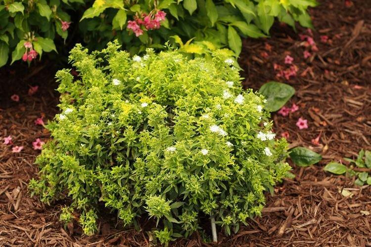 Почва - Уход за спиреей