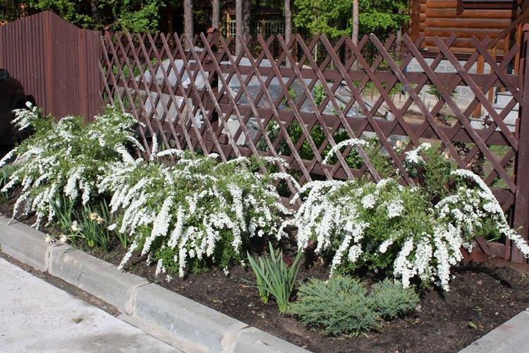 Удобрения и подкормка - Уход за спиреей