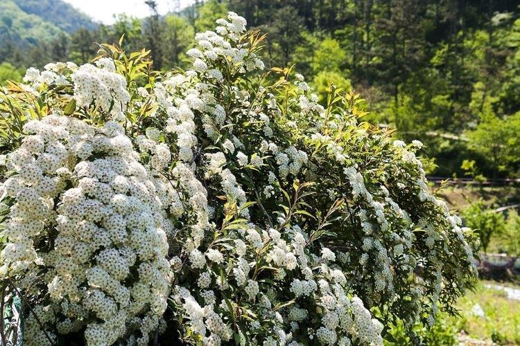 Спирея - фото