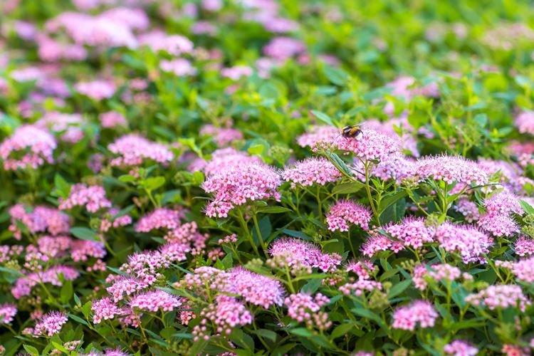 Спирея - фото