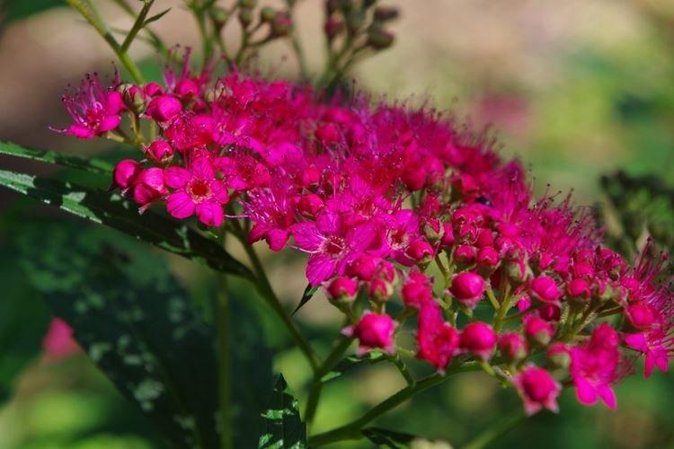 Спирея - фото