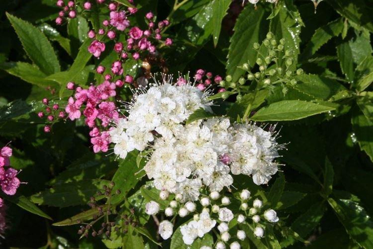 Спирея - фото