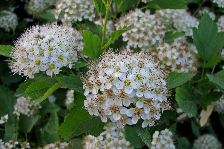 Спирея - фото