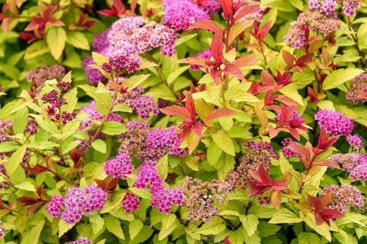 Спирея - фото