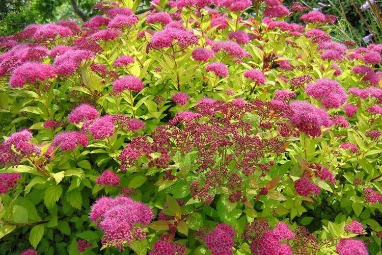 Спирея - фото