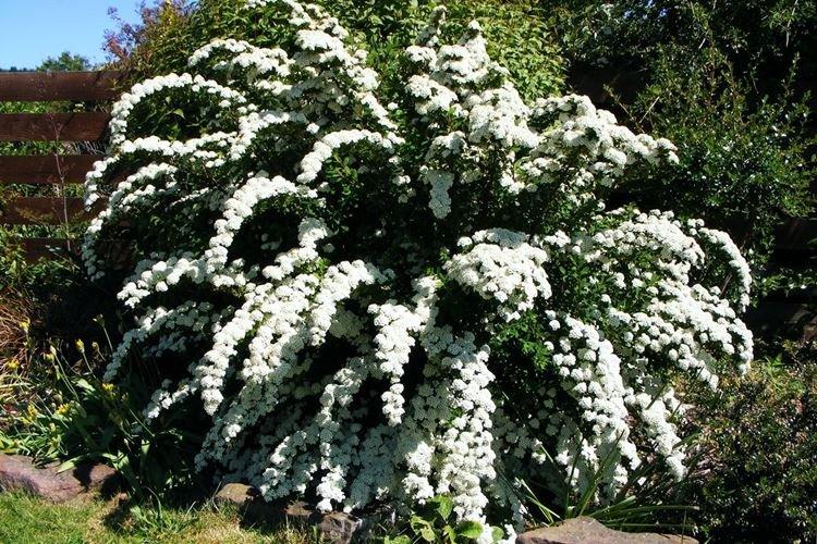 Спирея - фото