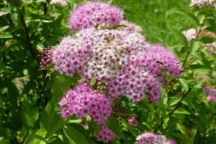 Спирея - фото