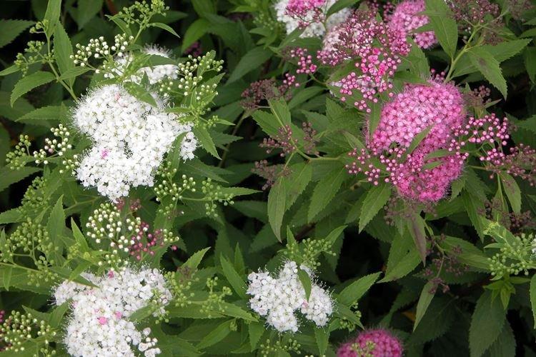 Спирея - фото