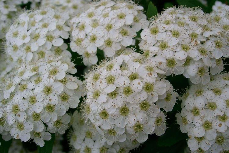 Спирея - фото