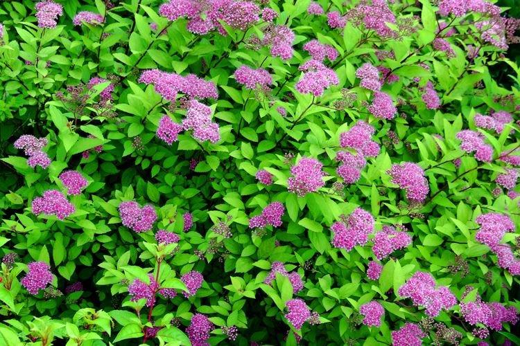 Спирея - фото