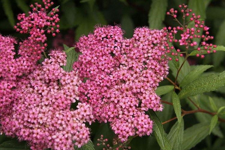 Спирея - фото