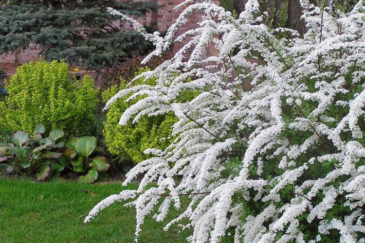 Спирея - фото