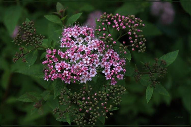Спирея - фото