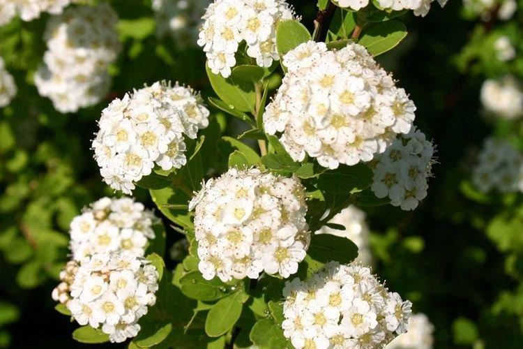 Спирея - фото