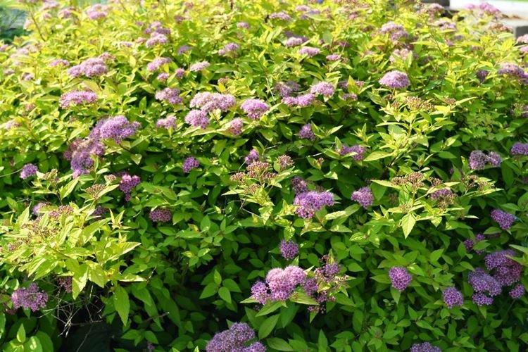 Спирея - фото