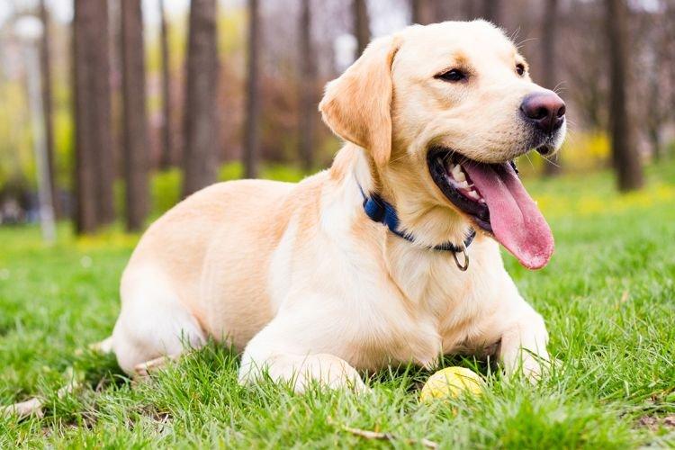 Лабрадор-ретривер - Средние породы собак
