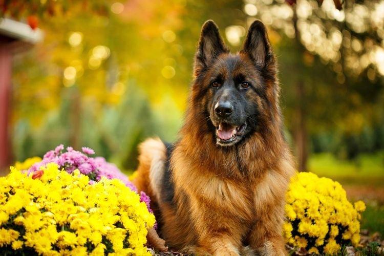 Немецкая овчарка - Средние породы собак