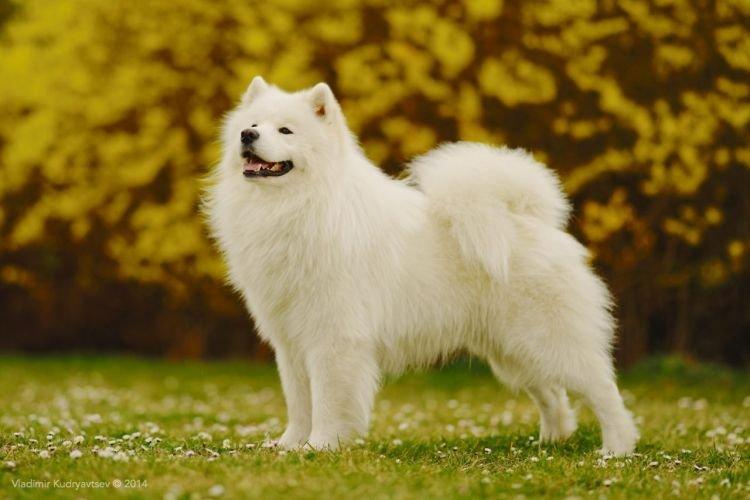 Самоед - Средние породы собак