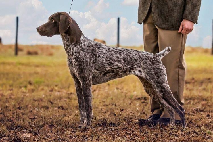 Пойнтер - Средние породы собак