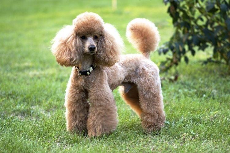 Пудель - Средние породы собак