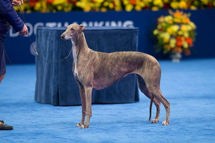 Грейхаунд - Средние породы собак