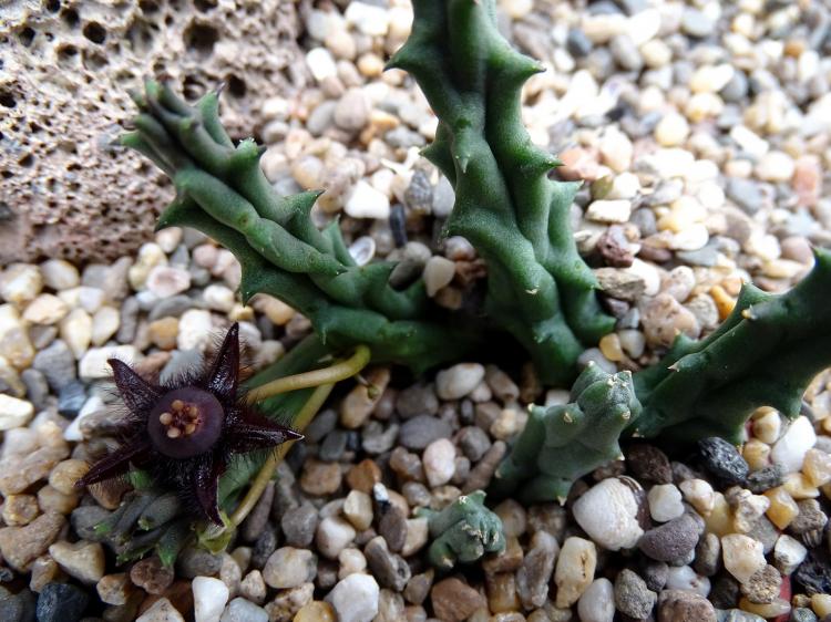 Дювалия - Виды суккулентов