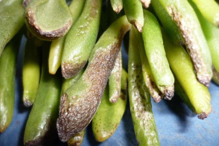 Борьба с вредителями и болезнями - Суккуленты