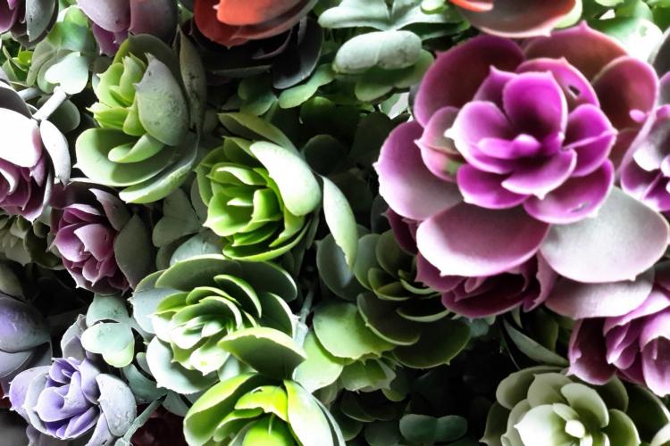 Суккуленты - фото
