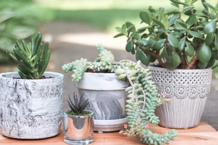 Суккуленты - фото
