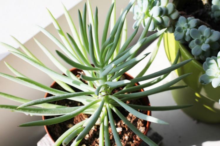 Суккуленты - фото