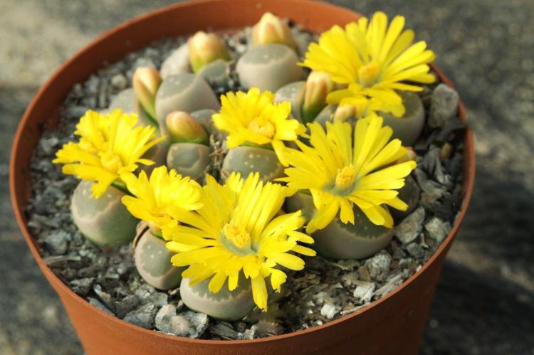 Суккуленты - фото