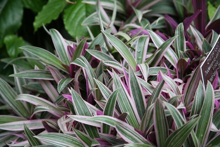 Общая информация - Традесканция