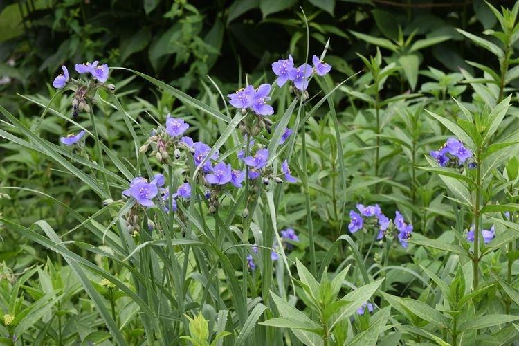 Виргинская традесканция - Виды традесканции