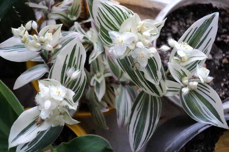 Традесканция белоцветковая - Виды традесканции