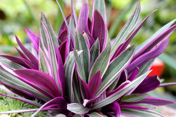 Традесканция покрывальчатая - Виды традесканции