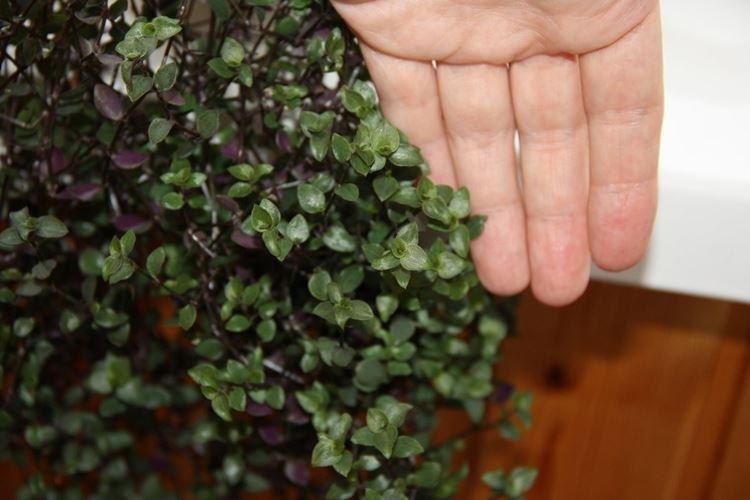 Мелколистная традесканция - Виды традесканции