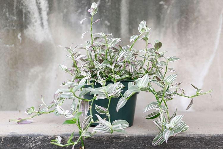 Полив - Уход за традесканцией