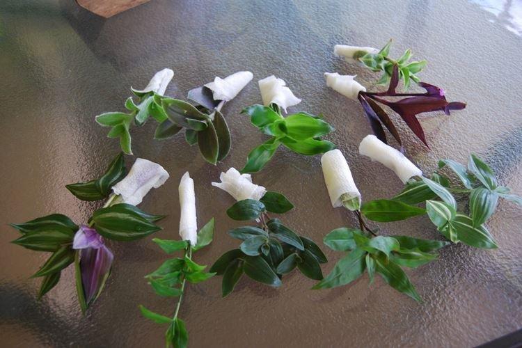 Пересадка и размножение - Уход за традесканцией