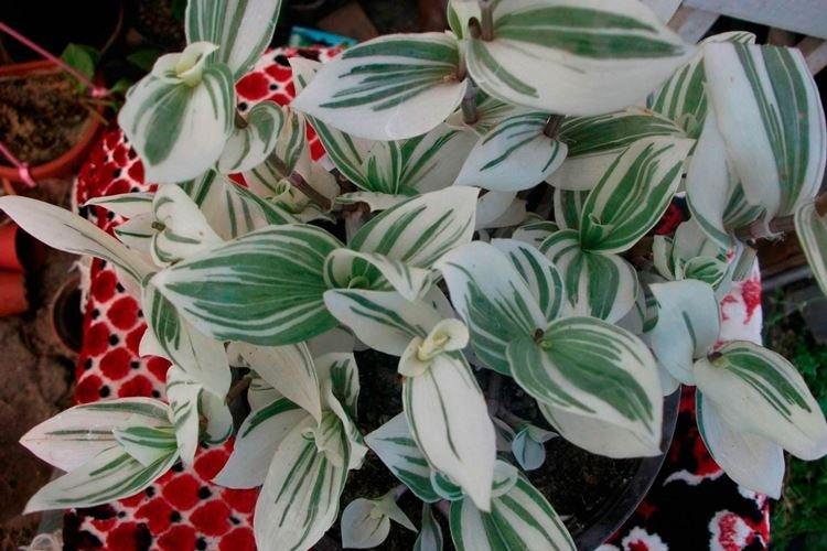 Традесканция - фото