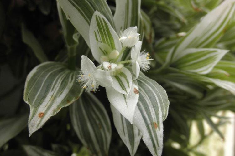 Традесканция - фото