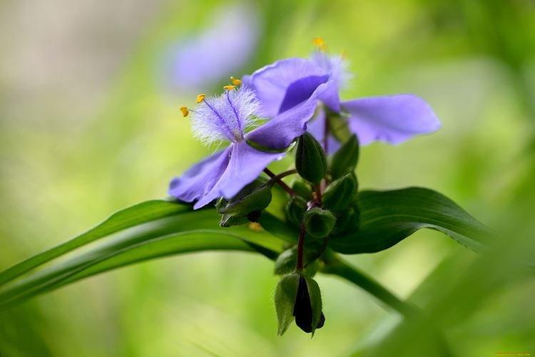 Традесканция - фото