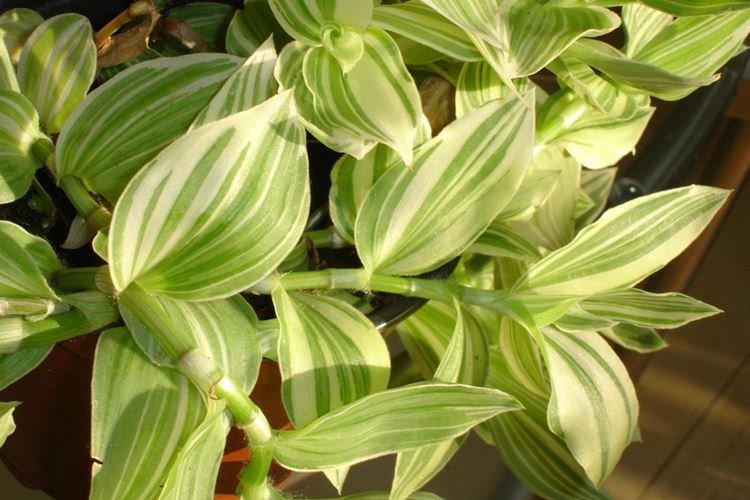 Традесканция - фото