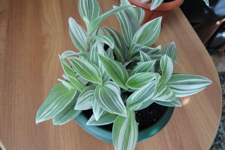 Традесканция - фото