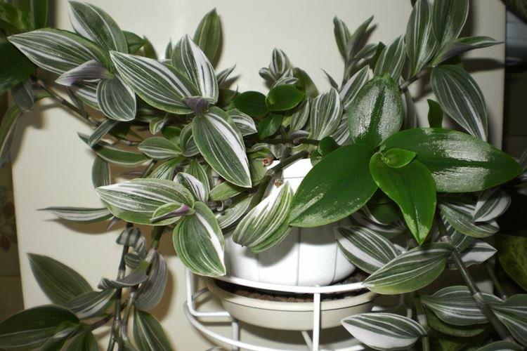 Традесканция - фото