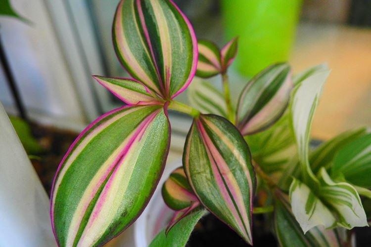 Традесканция - фото