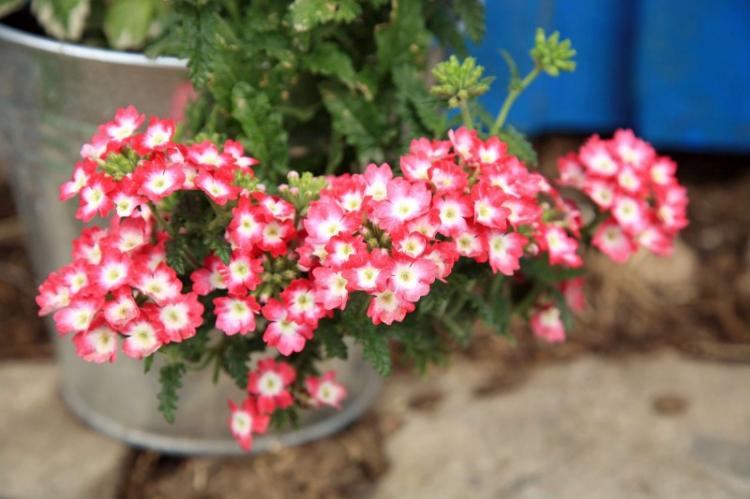 Вербена (85 фото): виды, правильный уход