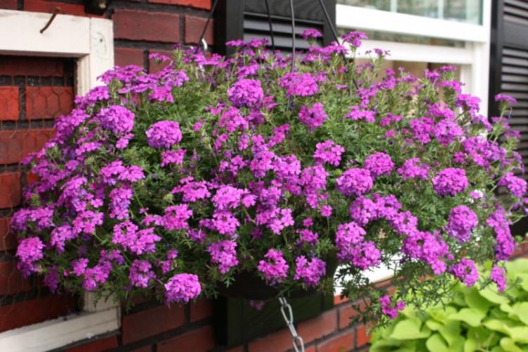 Общая характеристика - Вербена