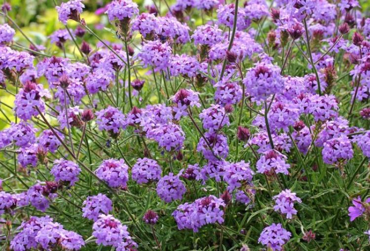 История и использование - Вербена