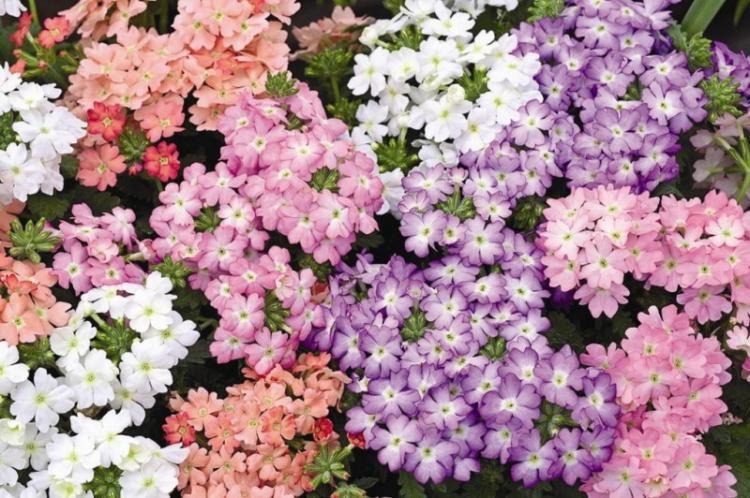 Гибридная вербена - Виды вербены